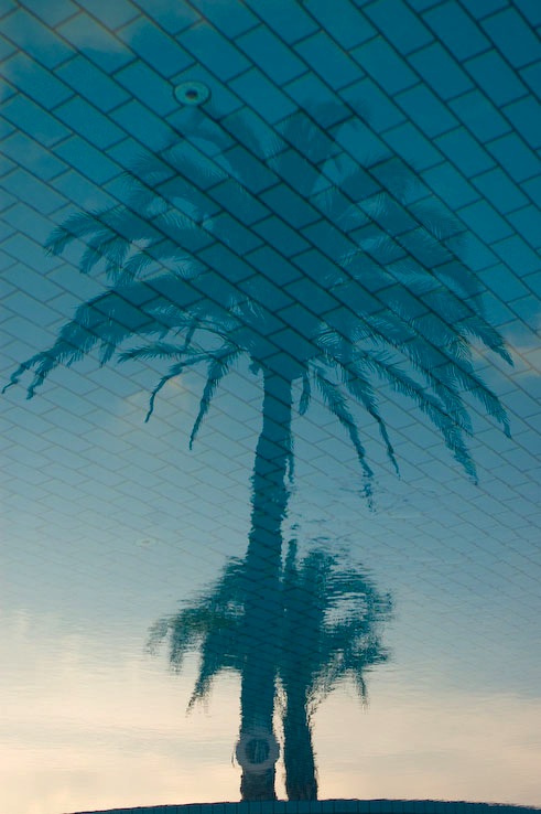 palms_reflection